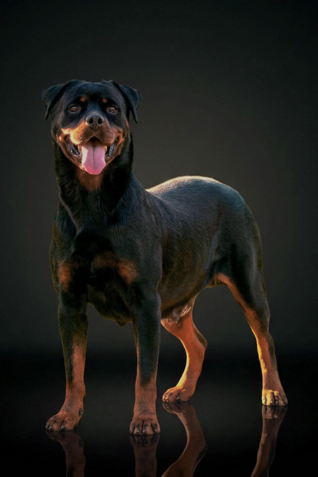 Tequila — Rottweiler fêmea de linhagem alemã, Canil Hause Romarth