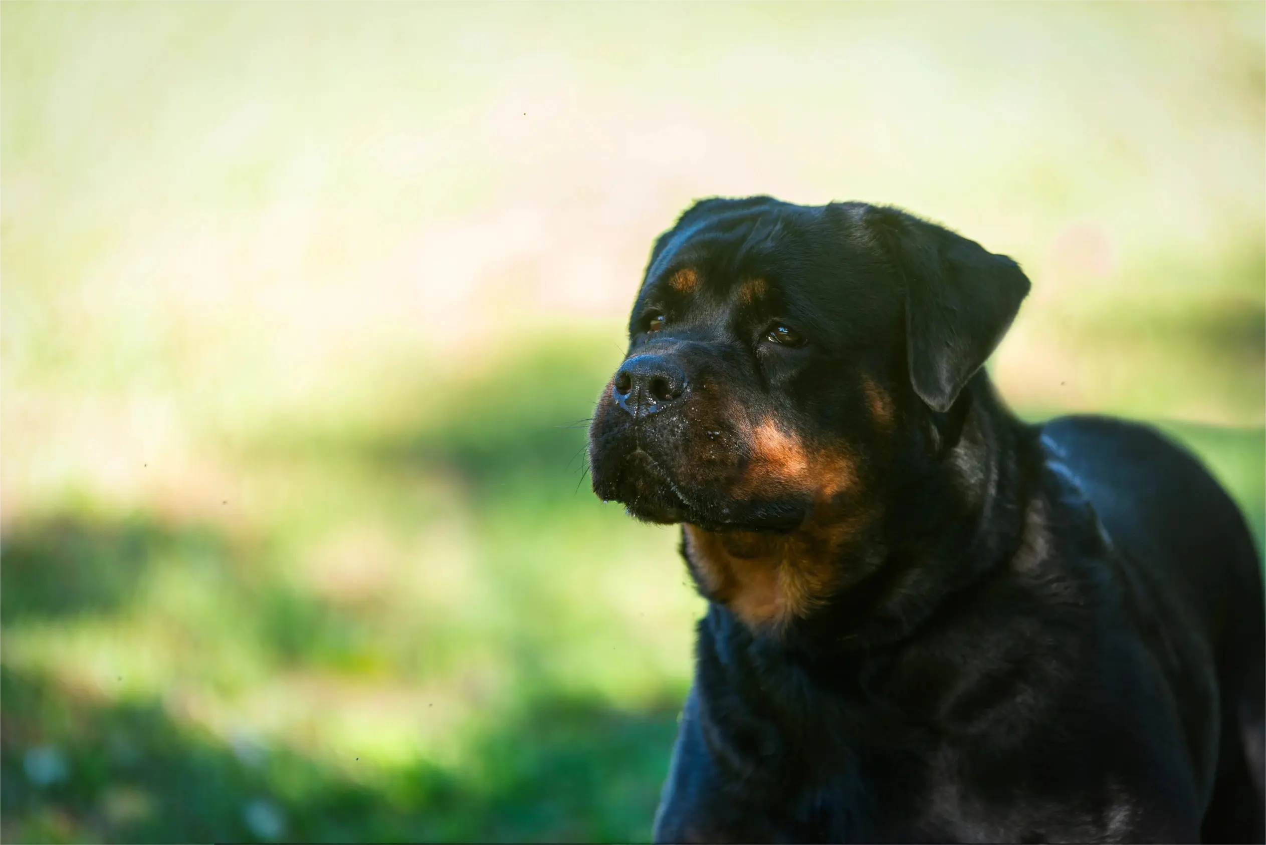 Rottweiler de linhagem alemã Hause Romarth