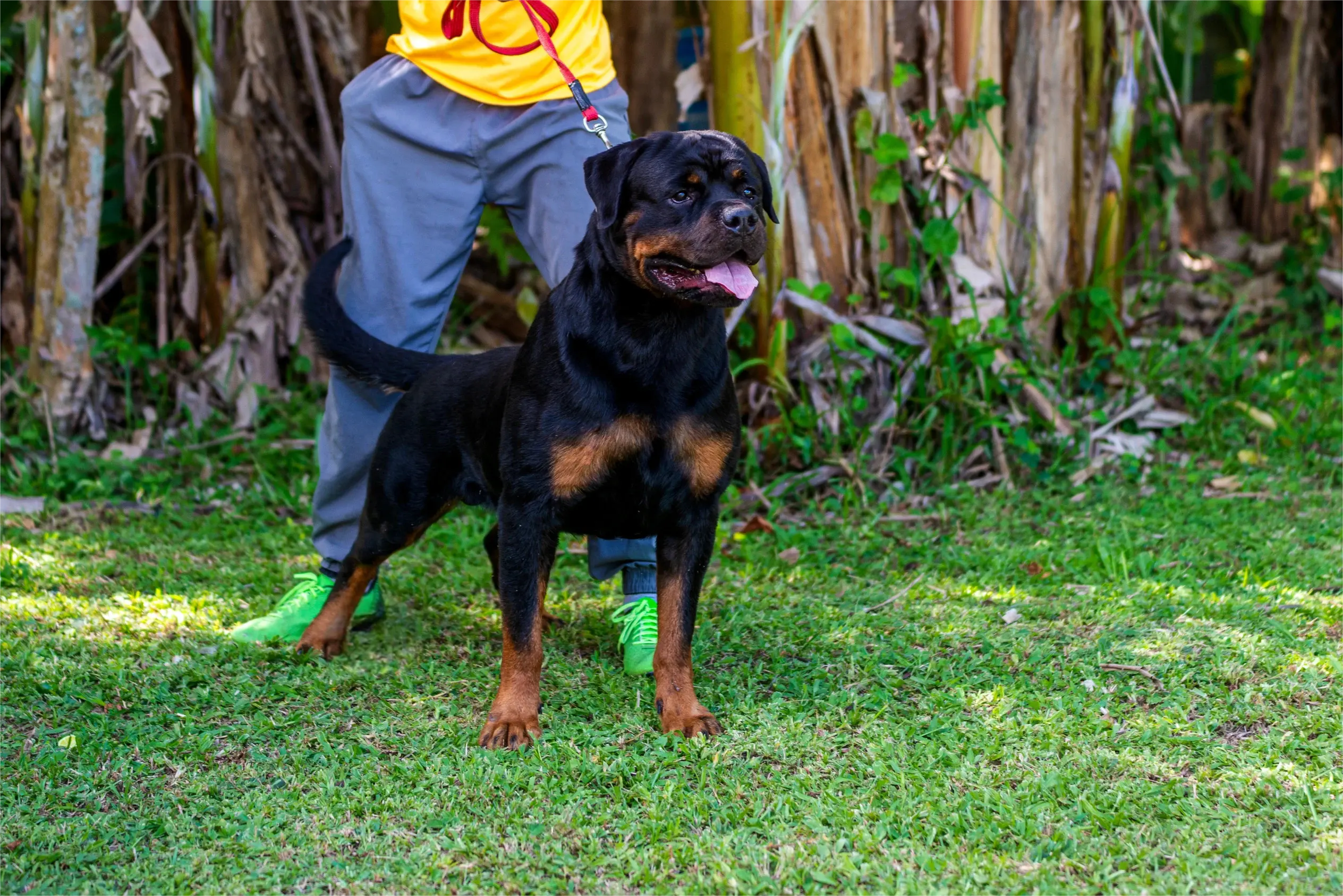 Rottweiler com padrão CBKC e FCI