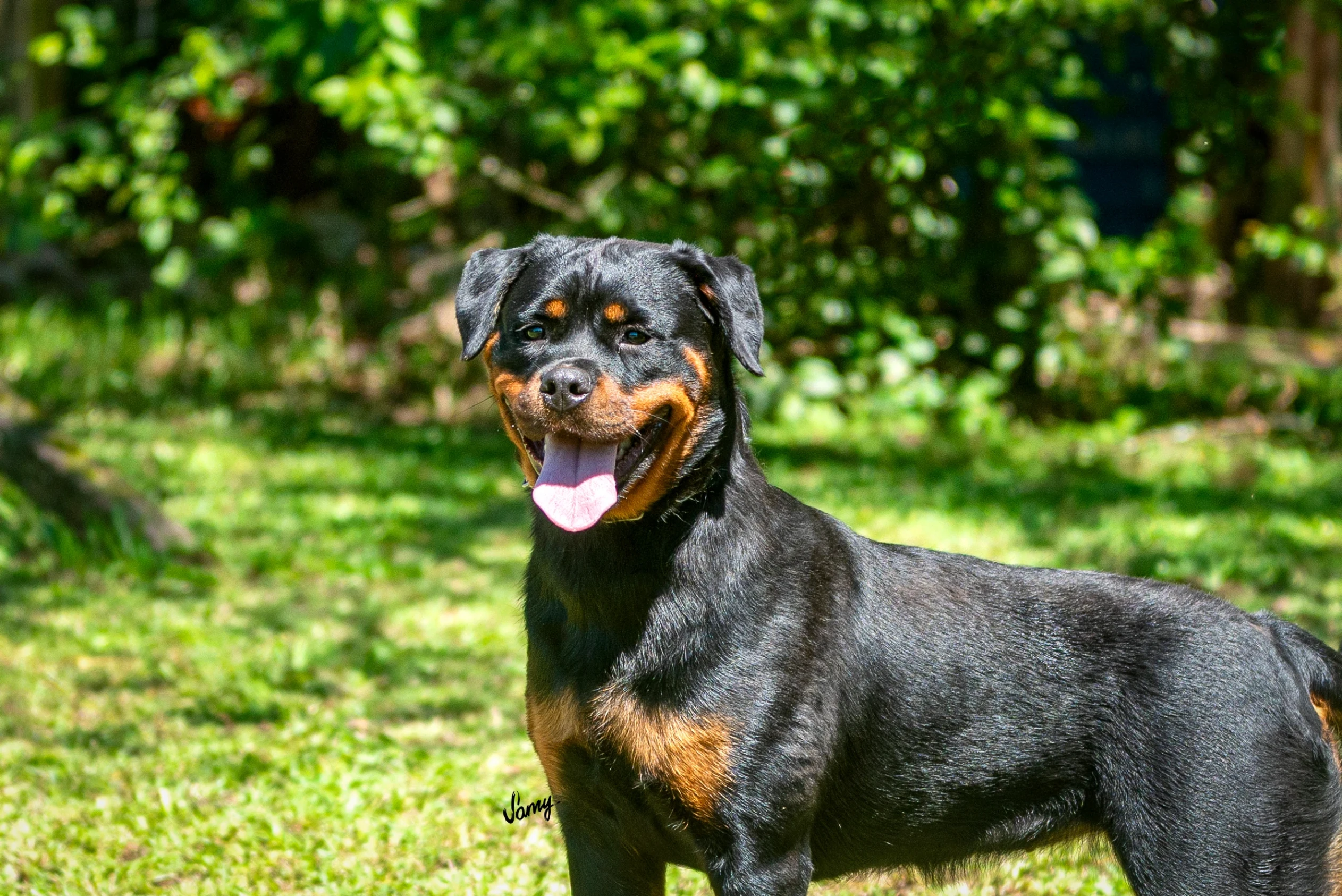 Rottweiler premiado do Canil Hause Romarth